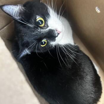 Ino -  Domestic Short Hair Cat for Adoption in Philadelphia, Pennsylvania - Ino | PetCurious