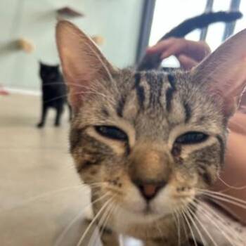 Domestic Short Hair Cats Available for Adoption in Leander, Texas - Wiggy | PetCurious