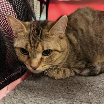 Caper -  American Shorthair Cat for Adoption in Birmingham, Alabama - Caper | PetCurious
