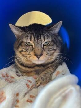Rescue Domestic Short Hair Cats for Adoption in Everett, Washington - Scooby Doo | PetCurious