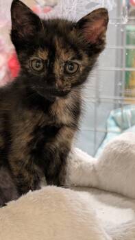 Vivian -  Tortoiseshell Cat for Adoption in Missoula, Montana - Vivian | PetCurious