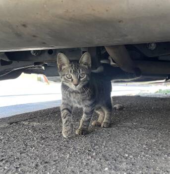 Squeaky -  Domestic Short Hair and Tabby Cat for Adoption in Yardley, Pennsylvania - Squeaky | PetCurious