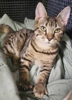 Domestic Short Hair Cats Available for Adoption in Milltown, New Jersey - Shimmer | PetCurious