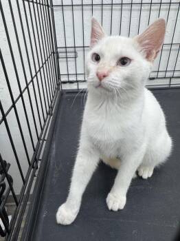 Percivale -  Domestic Short Hair Cat for Adoption in Sonora, California - Percivale | PetCurious