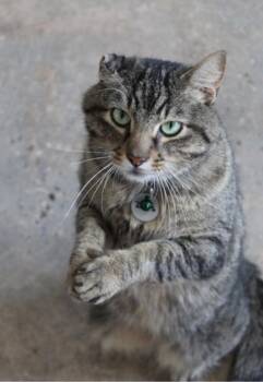 Rescue Tabby and Domestic Short Hair Cats for Adoption in Warr Acres, Oklahoma - Zeus | PetCurious