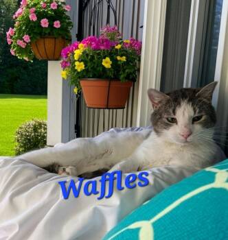Waffles -  Domestic Short Hair Cat for Adoption in Jim Thorpe, Pennsylvania - Waffles | PetCurious