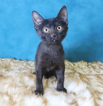 Rescue Domestic Short Hair Cats for Adoption in League City, Texas - Cosmo - Coming Soon! | PetCurious