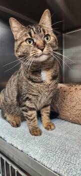 Domestic Short Hair Cats Available for Adoption - MINGUS POOKIEBUTTS | PetCurious