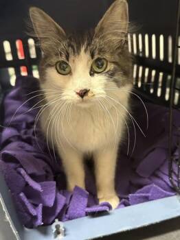 Queenie -  Domestic Medium Hair and Domestic Short Hair Cat for Adoption in Missoula, Montana - Queenie | PetCurious