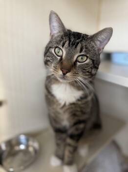 Rescue Domestic Short Hair Cats for Adoption in Mokena, Illinois - Mister Marlin | PetCurious