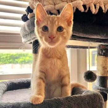 Glacier -  Tabby and Domestic Short Hair Cat Available for Adoption in Smithfield, North Carolina - Glacier | PetCurious