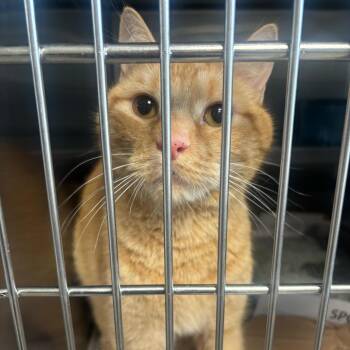 Xander -  Domestic Short Hair Cat for Adoption in Manchester, New Hampshire - Xander | PetCurious