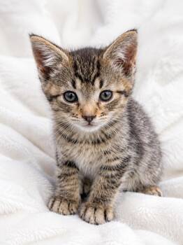 Java -  Domestic Short Hair Cat for Adoption in Farmington, Minnesota - Java | PetCurious