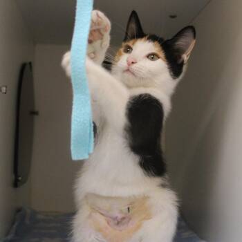Sailor Mercury -  Domestic Short Hair Cat for Adoption in Champaign, Illinois - Sailor Mercury | PetCurious