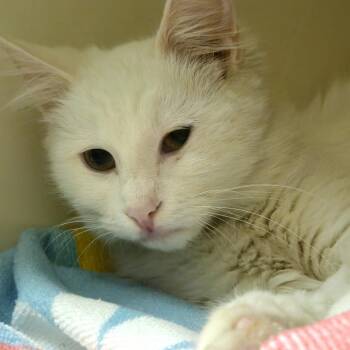 Domestic Medium Hair Cats Available for Adoption - Amber Glynn | PetCurious