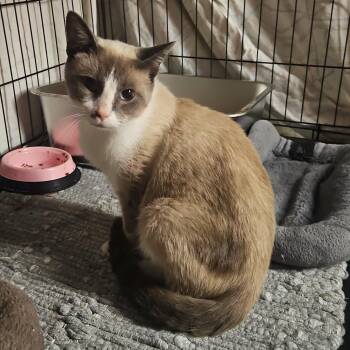 Midway -  Siamese and Snowshoe Cat for Adoption in Chicago, Illinois - Midway | PetCurious