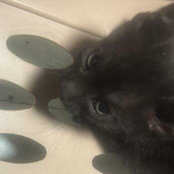 Lorento -  Domestic Short Hair Cat for Adoption in Philadelphia, Pennsylvania - Lorento | PetCurious