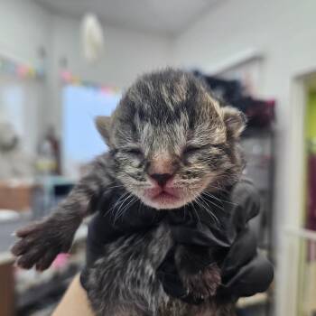 Jax -  Domestic Short Hair Cat for Adoption in Corpus Christi, Texas - Jax | PetCurious