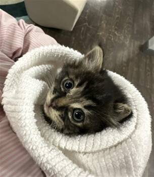 Domestic Short Hair Cats Available for Adoption in Dallas, Texas - SUKI | PetCurious