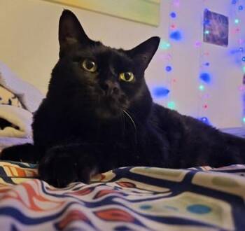 Archer -  Domestic Short Hair Cat for Adoption in Bellevue, Washington - Archer | PetCurious