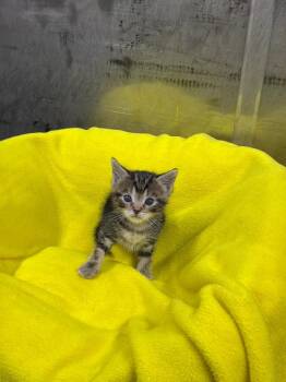 Tabby Cats Available for Adoption in Jurupa Valley, California - Faraday  | PetCurious