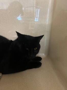 Domestic Short Hair Cats Available for Adoption in Gautier, Mississippi - Cole | PetCurious