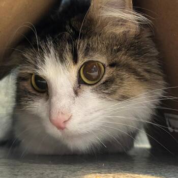 Marmee -  Domestic Short Hair Cat for Adoption in Chicago, Illinois - Marmee | PetCurious