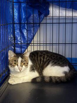 Rescue Domestic Short Hair Cats for Adoption in Wauchula, Florida - Shampoo | PetCurious