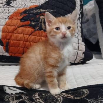 Wayne Mewton -  Domestic Short Hair Cat for Adoption in Winchester, Virginia - Wayne Mewton | PetCurious