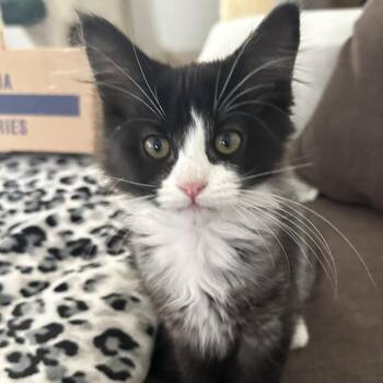 Flower -  Domestic Long Hair Cat for Adoption in Santa Rosa, California - Flower | PetCurious