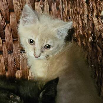 Buffy -  Domestic Short Hair Cat for Adoption in Ringtown, Pennsylvania - Buffy | PetCurious
