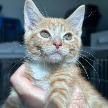 Bush Viper -  Domestic Short Hair Cat for Adoption in Matteson, Illinois - Bush Viper | PetCurious