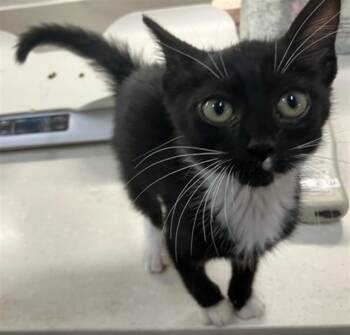 RAYGAR -  Domestic Short Hair Cat for Adoption in Baytown, Texas - RAYGAR | PetCurious