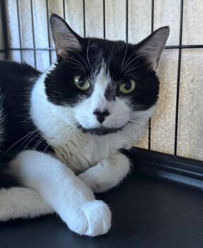 Bluey -  Domestic Short Hair Cat for Adoption in Cumberland, Maine - Bluey | PetCurious
