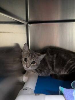 Havane -  Domestic Short Hair Cat for Adoption in Montreal, Quebec - Havane | PetCurious