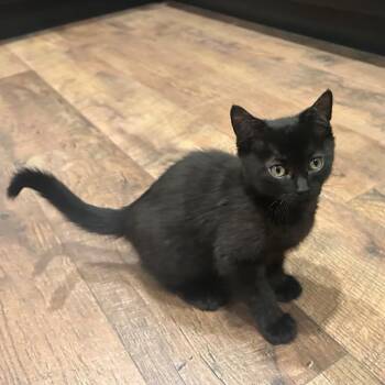 Domestic Short Hair Cats Available for Adoption - Hugo Van Byssum  | PetCurious