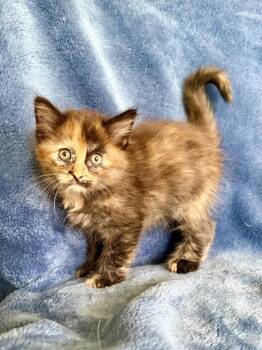 Dahlia -  Maine Coon and Domestic Long Hair Cat for Adoption in Nashville, Tennessee - Dahlia | PetCurious