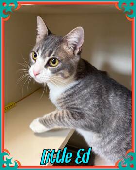 Little Ed -  Domestic Short Hair Cat Available for Adoption in Franklin Township, New Jersey - Little Ed | PetCurious