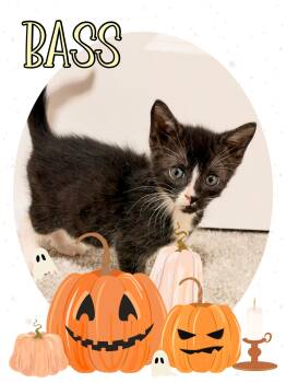 Bass -  Domestic Short Hair Cat for Adoption in Pasco, Washington - Bass | PetCurious