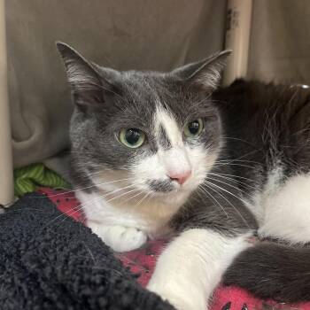 Hera -  Domestic Short Hair Cat for Adoption in Charlottesville, Virginia - Hera | PetCurious
