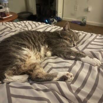 Rescue Domestic Short Hair Cats for Adoption in Lynchburg, Virginia - Luna | PetCurious