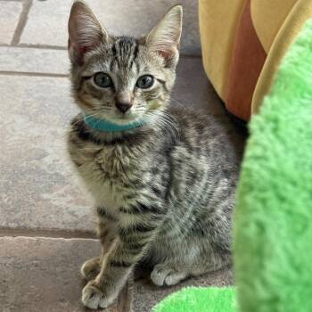 Eddard Stark -  Domestic Short Hair Cat for Adoption in Winchester, Virginia - Eddard Stark | PetCurious