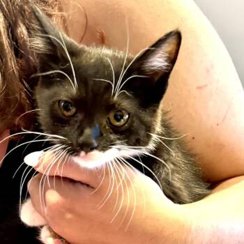 Meaux -  Domestic Short Hair Cat for Adoption - Meaux | PetCurious