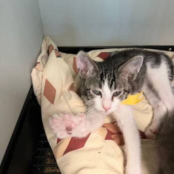 Domestic Short Hair Cats Available for Adoption in Kingman, Arizona - Queenie/king | PetCurious