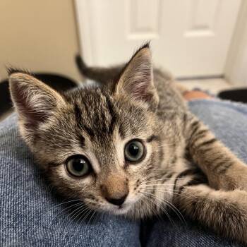 Jack -  Domestic Short Hair Cat for Adoption in Gainesville, Florida - Jack | PetCurious