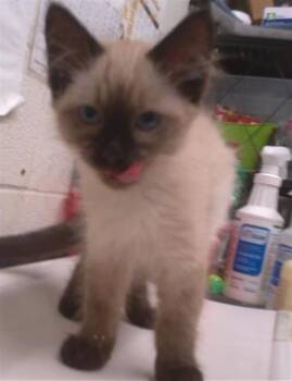 SASHA -  Siamese Cat for Adoption in Chula Vista, California - SASHA | PetCurious