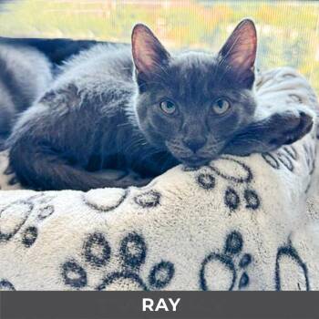 Ray -  Domestic Short Hair Cat for Adoption in Toronto, Ontario - Ray | PetCurious