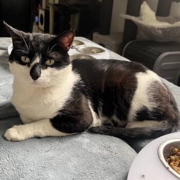 Angler -  Domestic Short Hair Cat for Adoption in Bridgeville, Pennsylvania - Angler | PetCurious