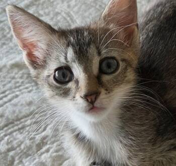 Miliki and Lulu -  Tabby Cat Available for Adoption in Oakland Park, Florida - Miliki And Lulu | PetCurious