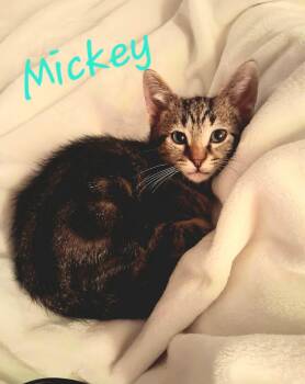 Mickey -  Domestic Short Hair Cat for Adoption in East Lansing, Michigan - Mickey | PetCurious